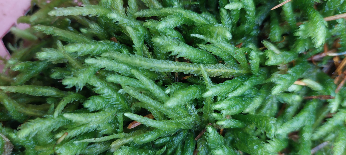 Waved Silk Moss ( Plagiothecium )