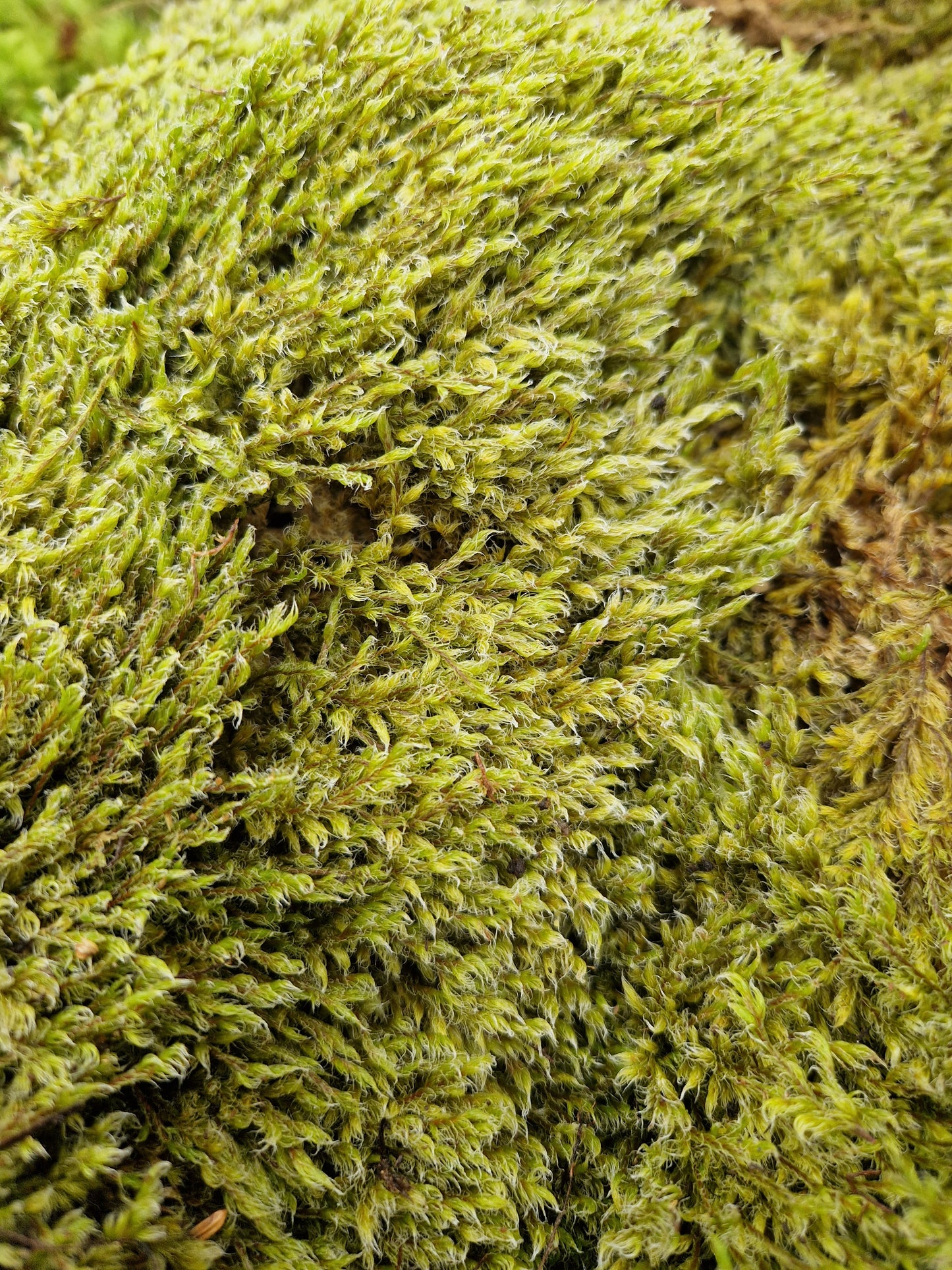 Woolly Fringe ( Racomitrium )
