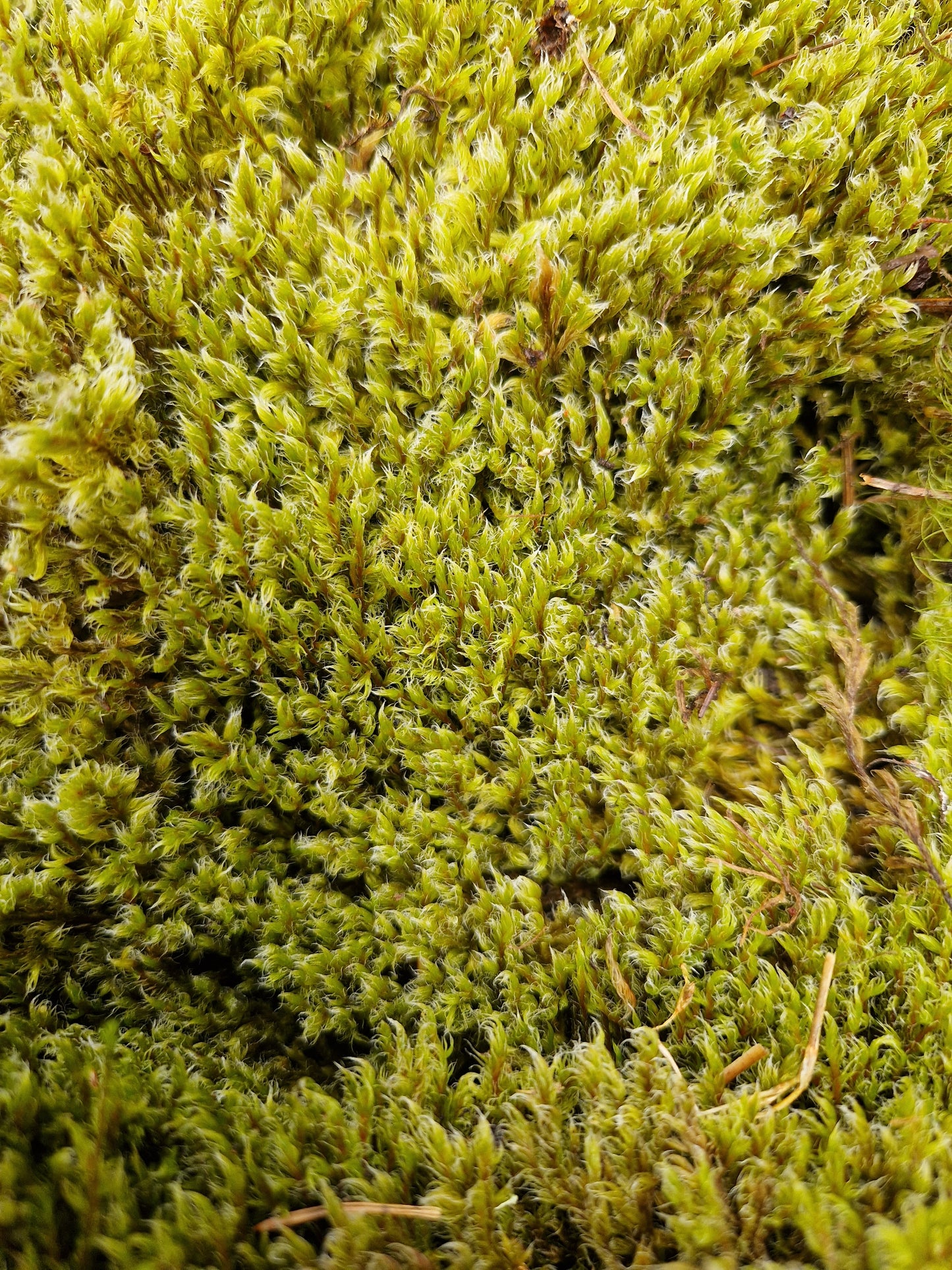 Woolly Fringe ( Racomitrium )