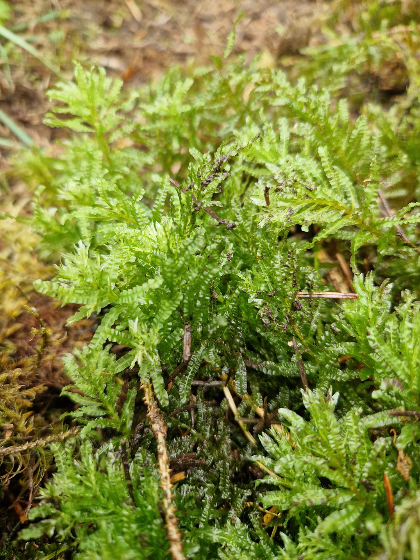 Hart’s-tongue Thyme-moss (Plagiomnium undulatum)