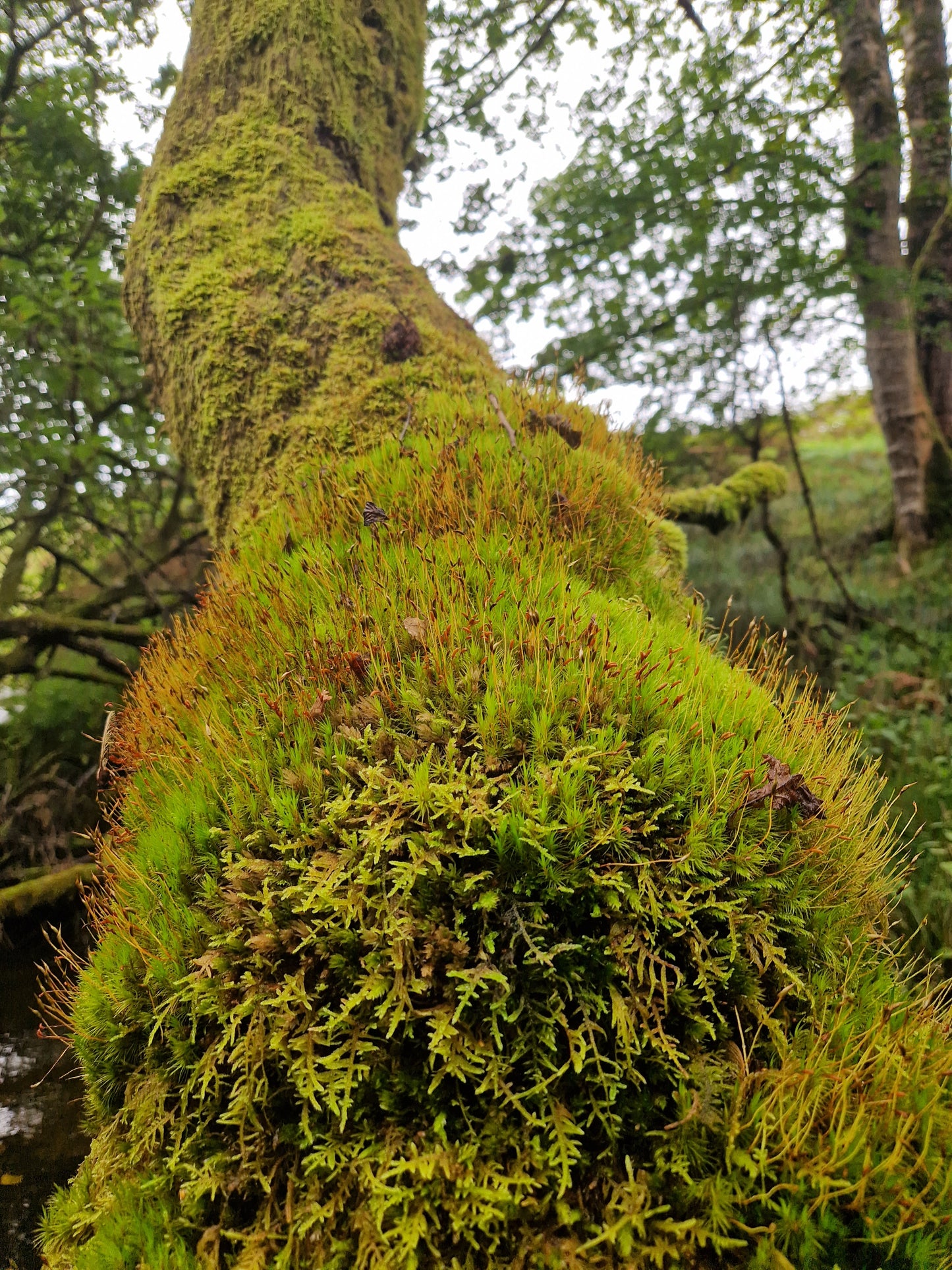 Moss Mixture for Walls. Zeolite, coco fibre, yoghurt plus fresh Moss cuttings.