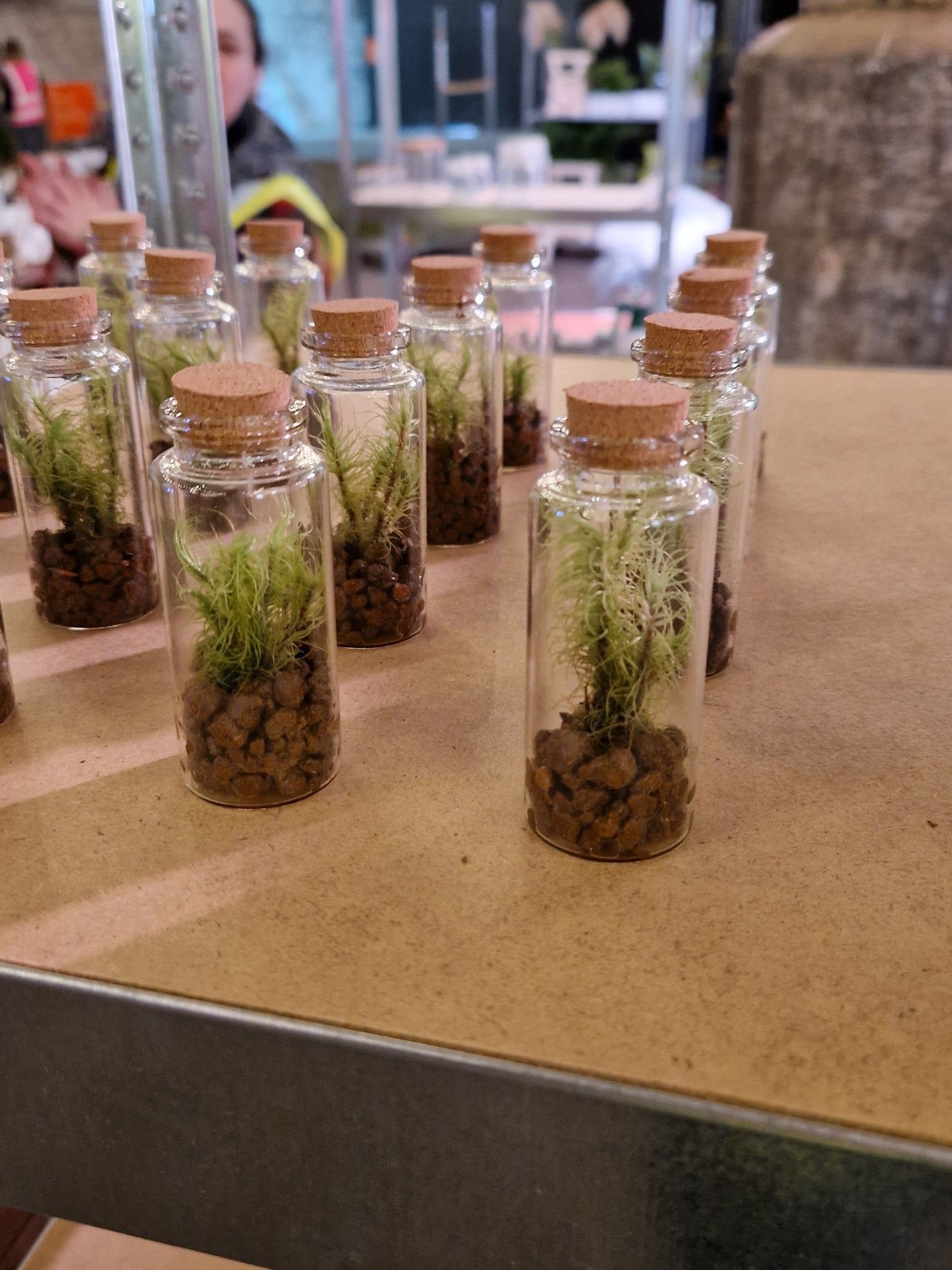 Mossariums Ready Made