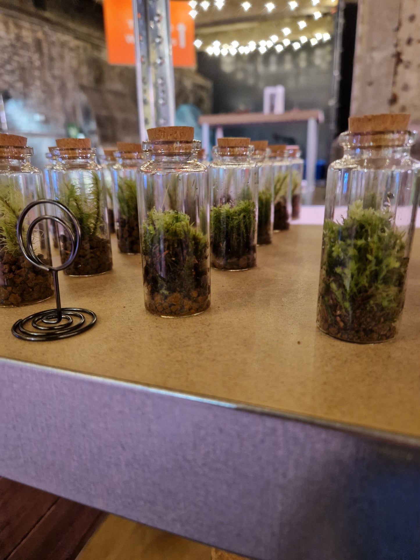 Mossariums Ready Made