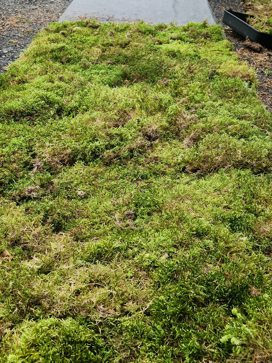 Red Stem Feather Moss ( Pleurozium )