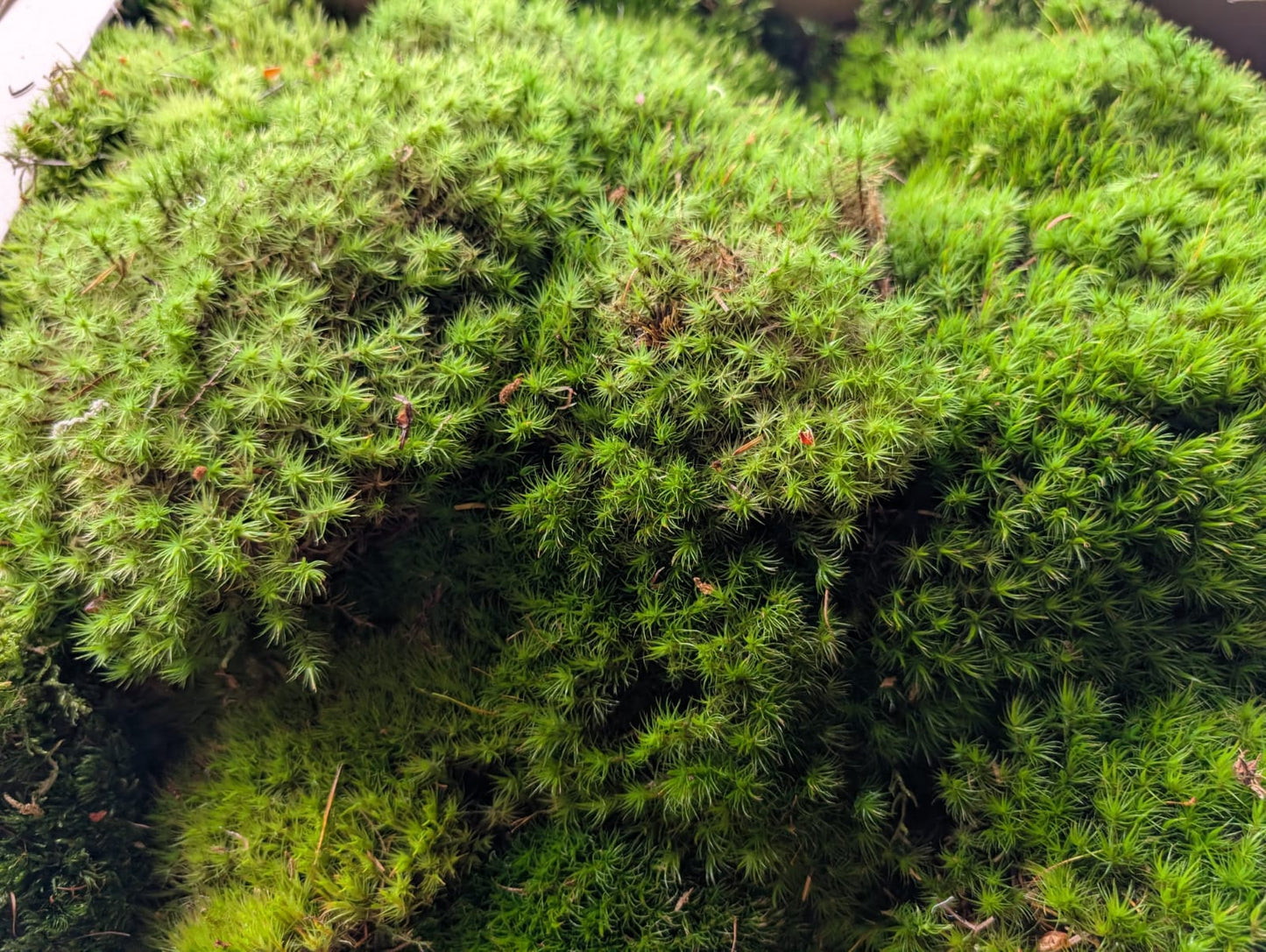 Broom Fork, Mood Moss, Woodland Cushion (Dicranum Scoparium)