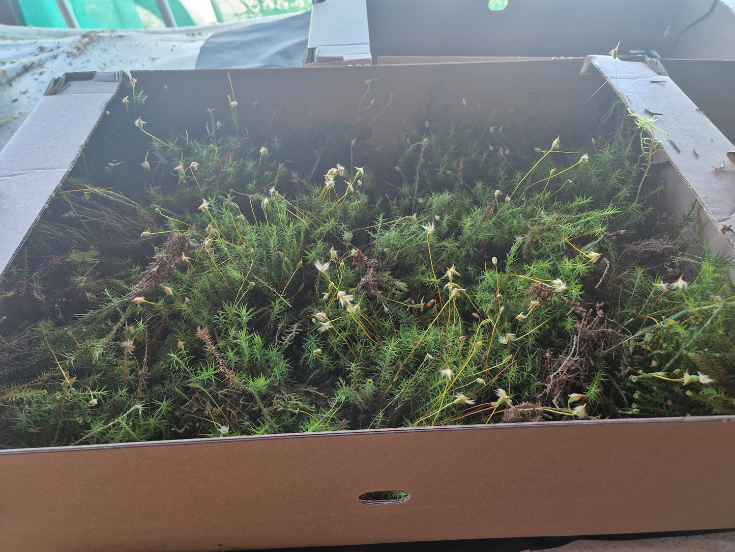 Haircap Moss Lawn