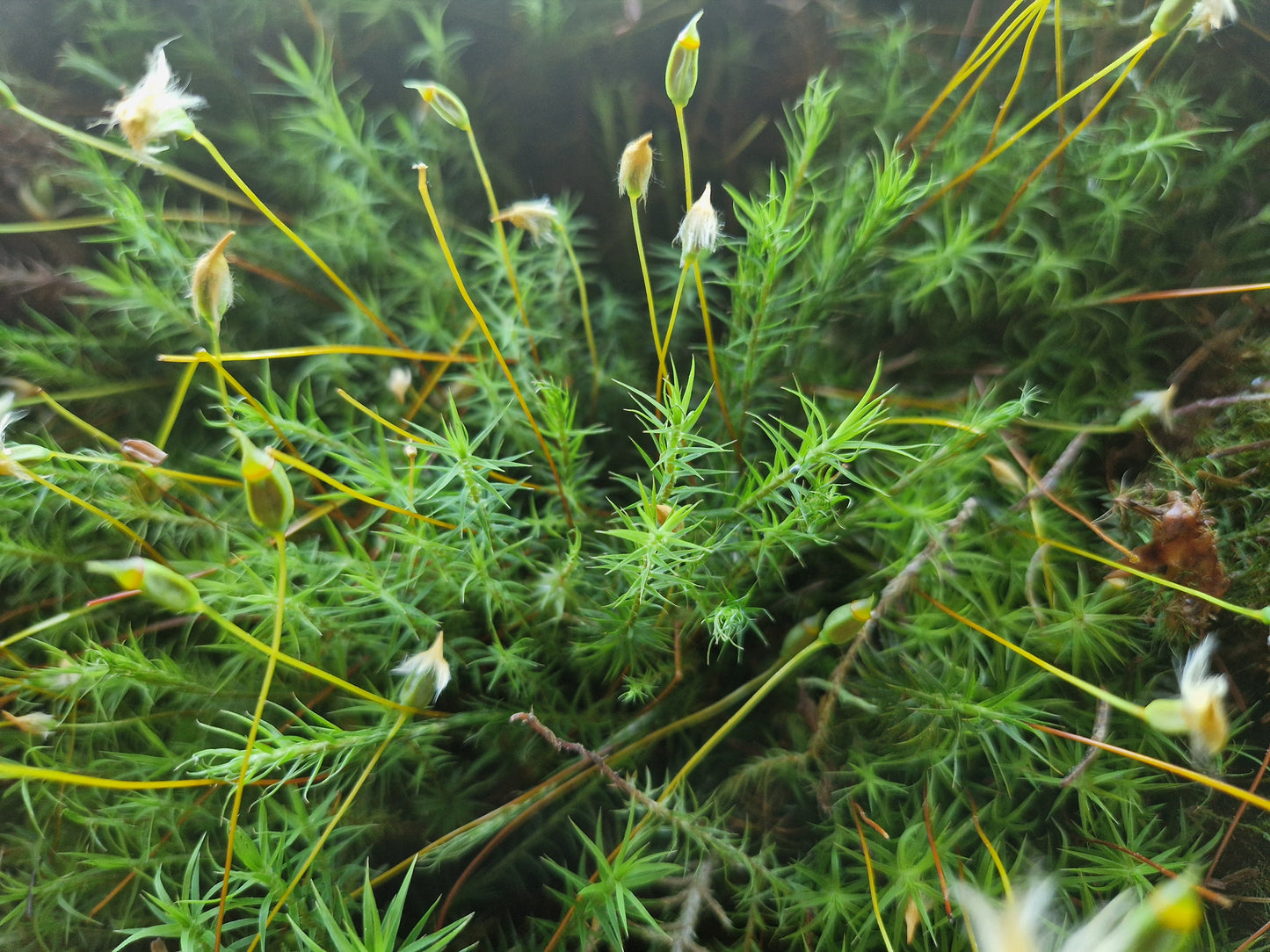 Haircap Moss Lawn