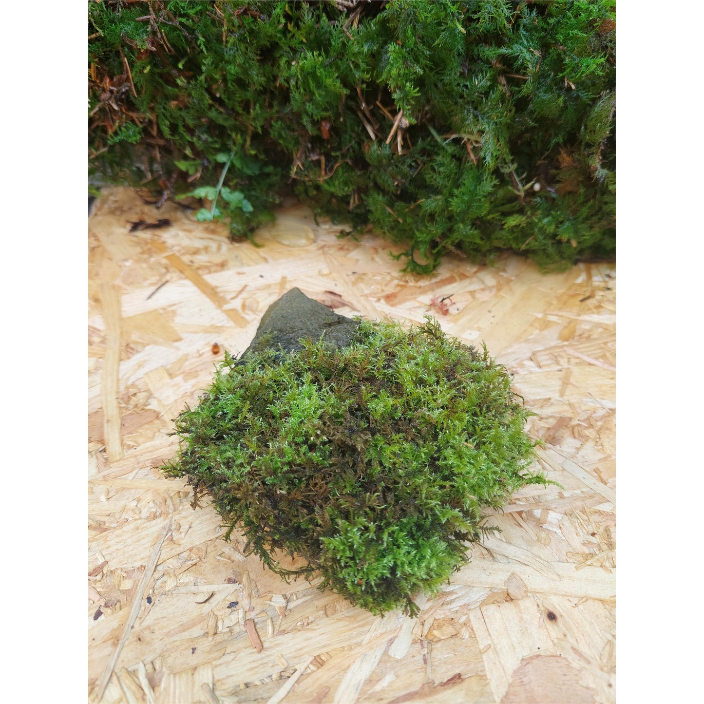 Medium Mossy Rock 2
