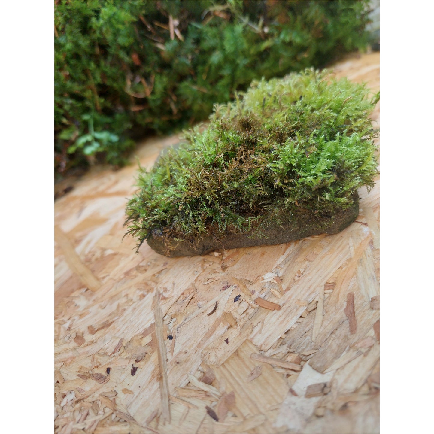 Medium Mossy Rock 2