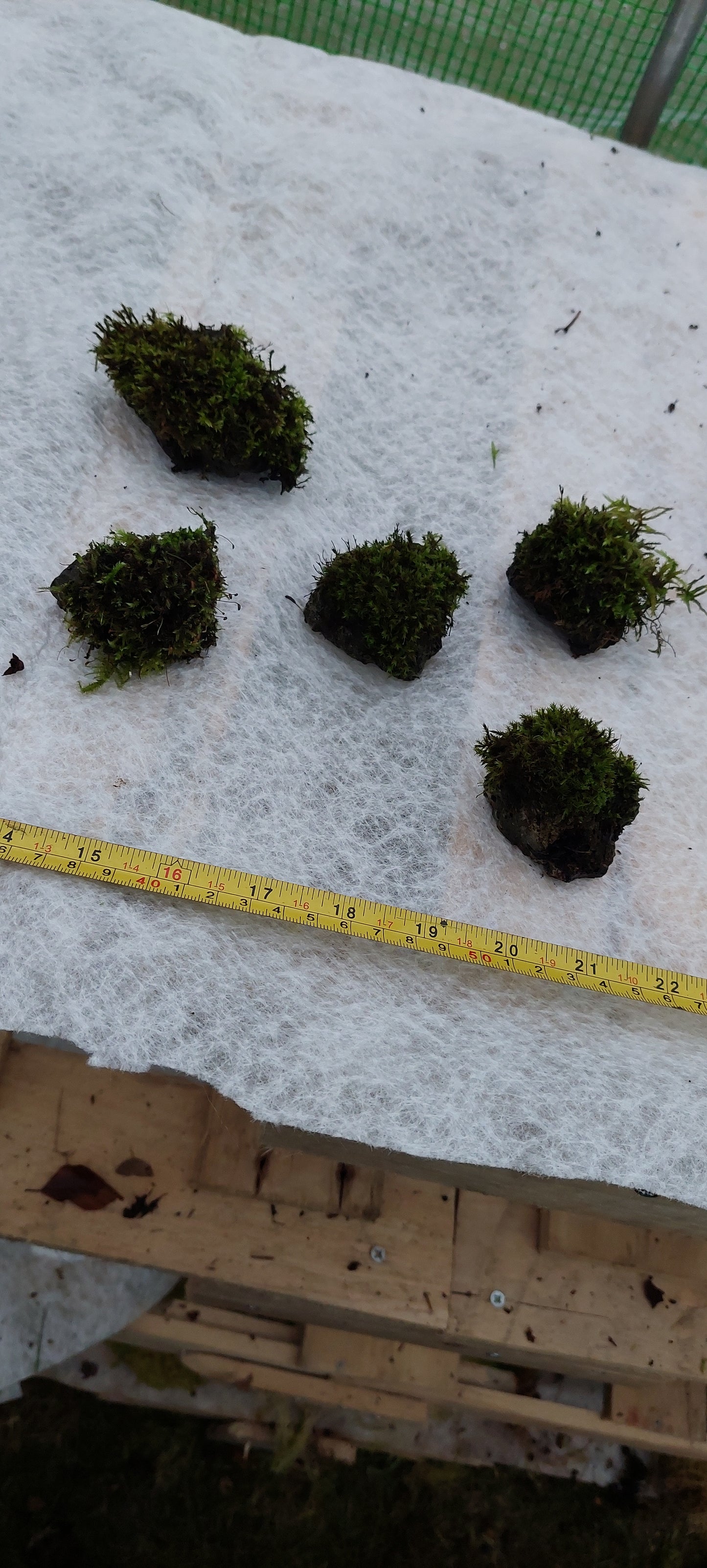 Moss on Rocks