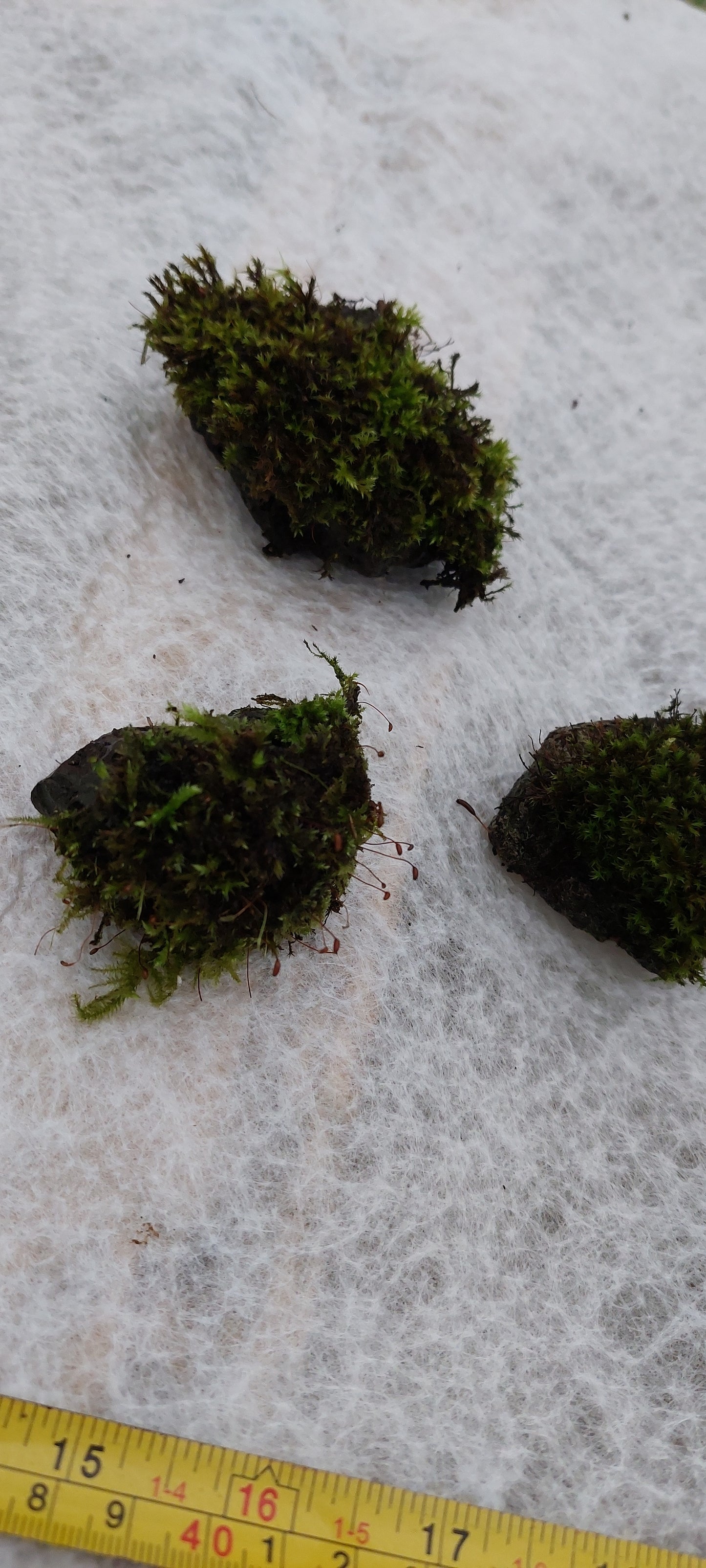 Moss on Rocks