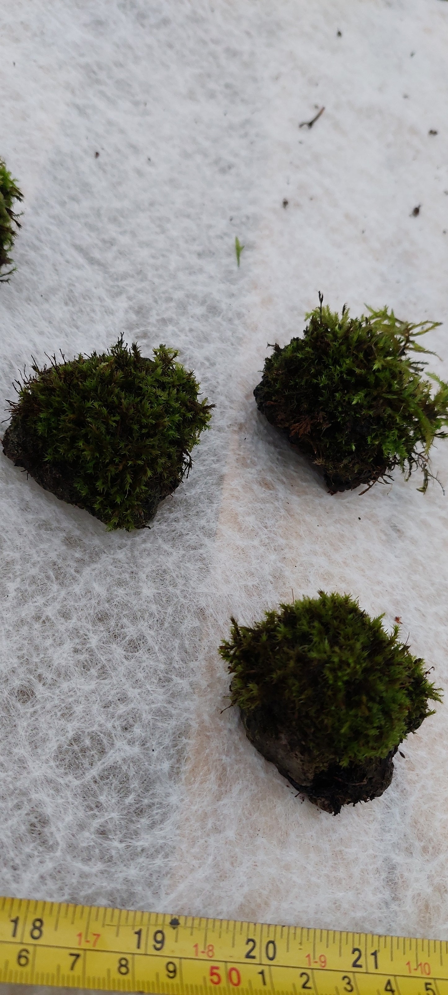 Moss on Rocks