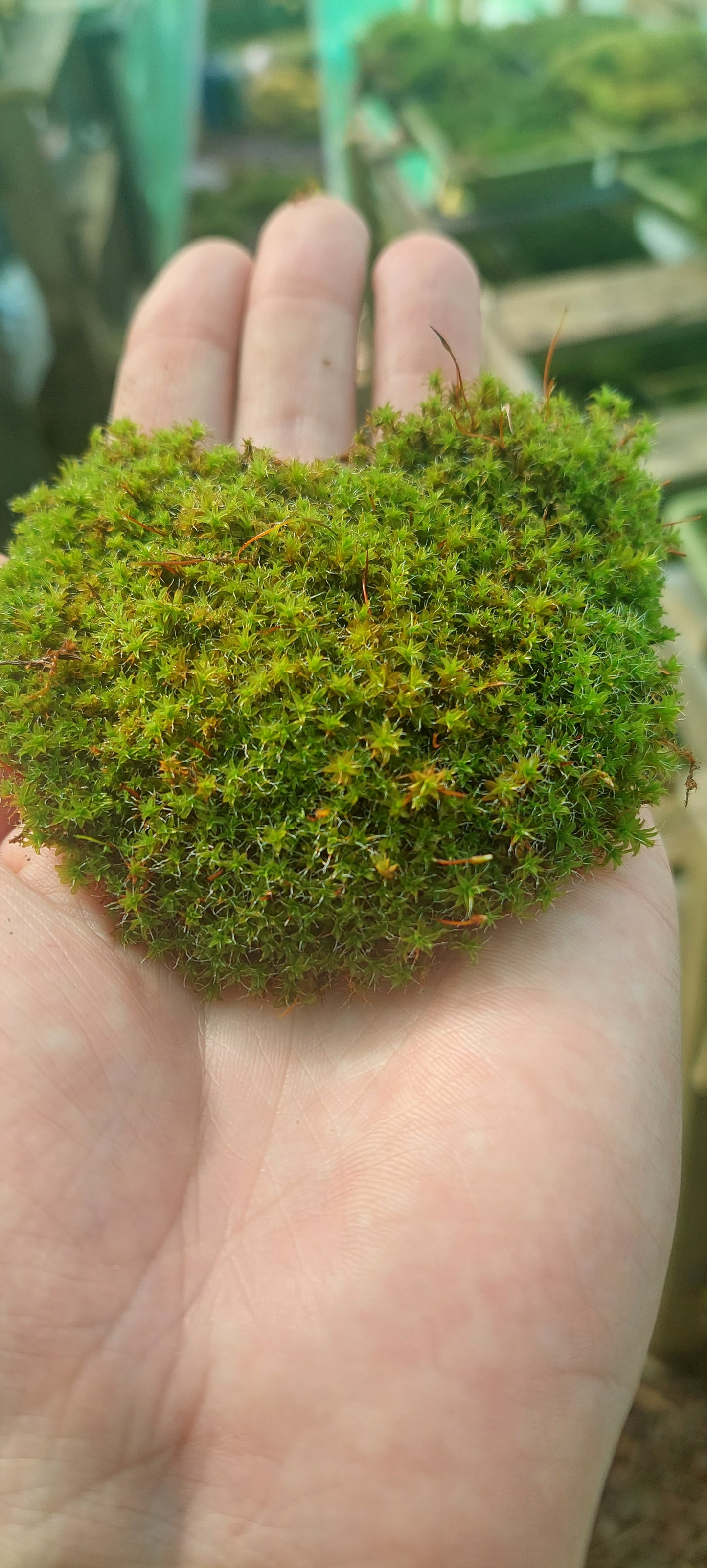 Star Moss (Syntrychia and similar species)