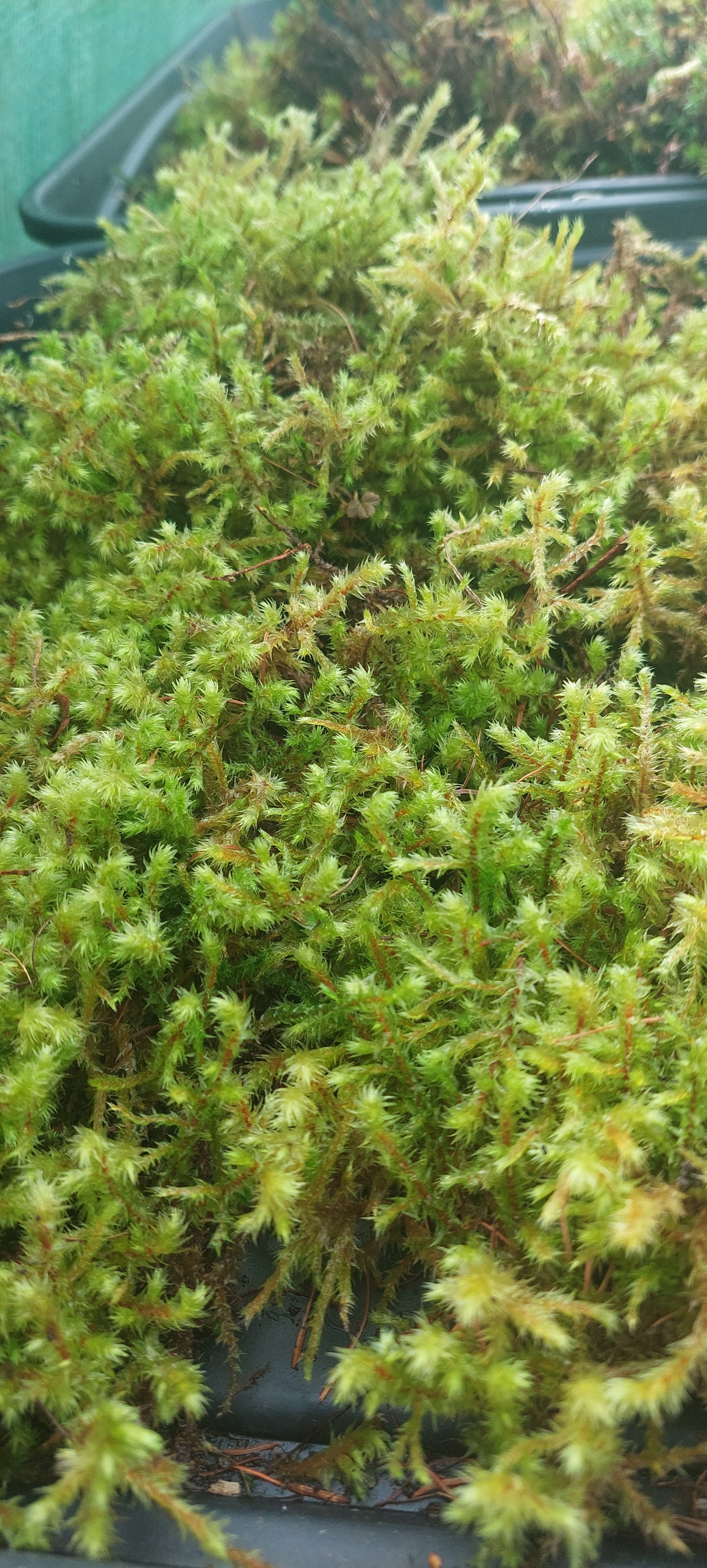 Little/Big Shaggy Moss (Rhytidiadelphus loreus, triqetrus )