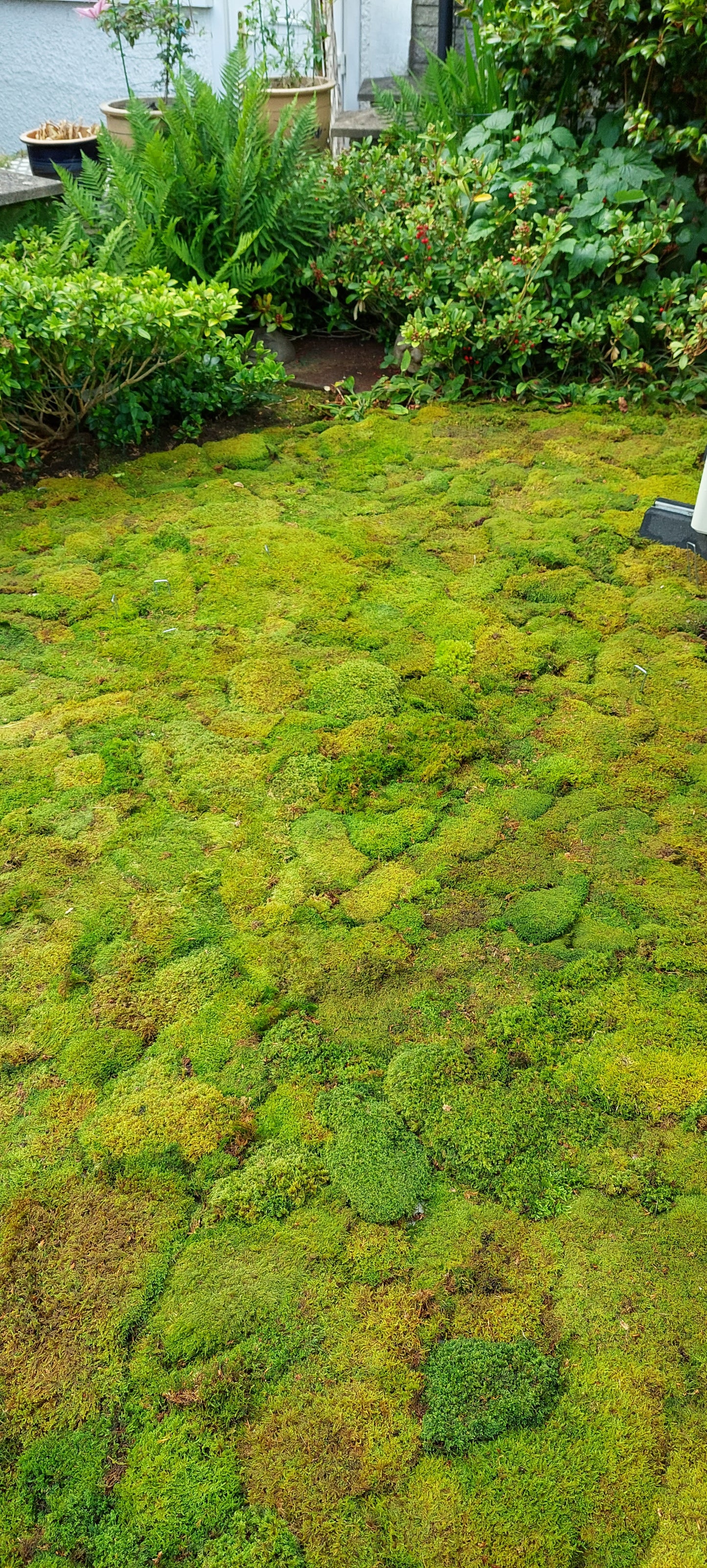 Hypnales Carpet Moss Lawn
