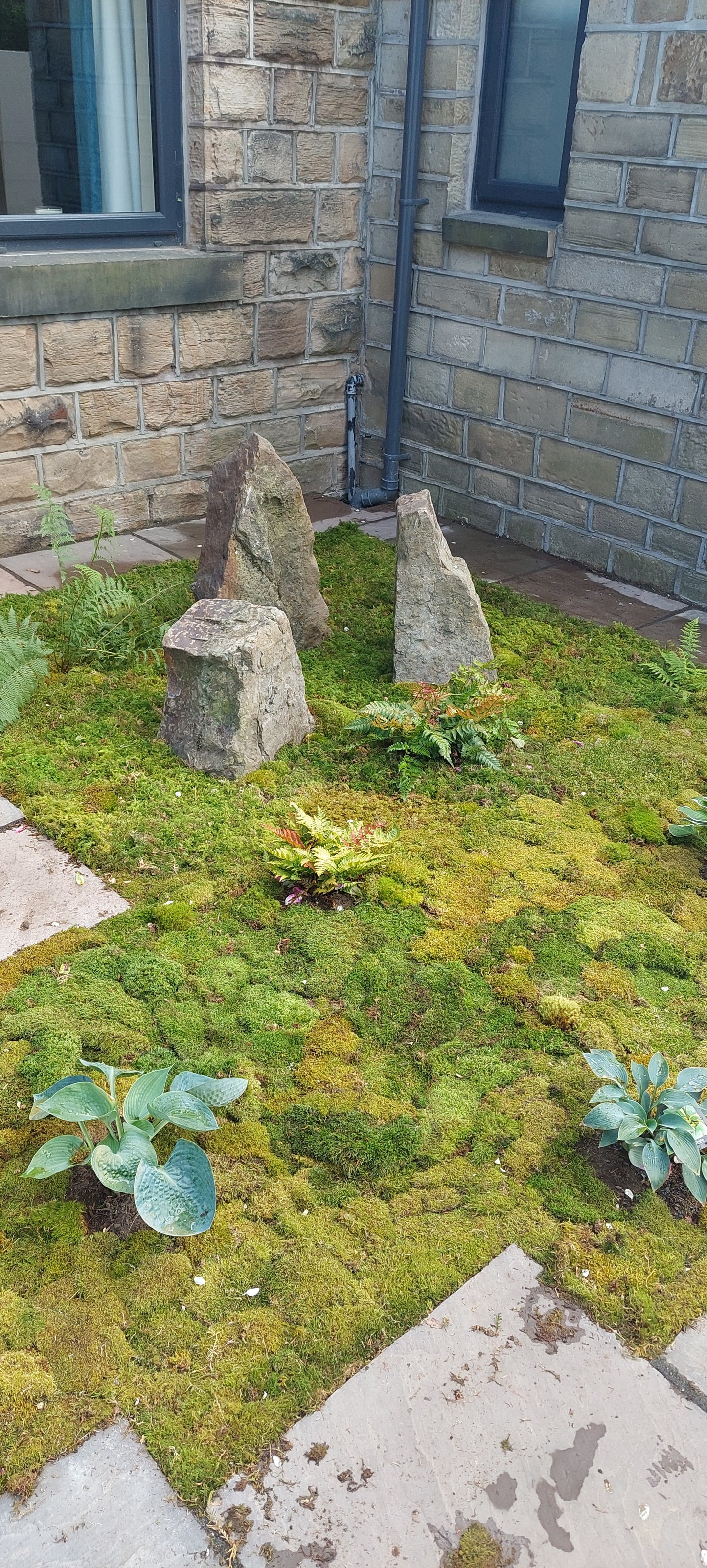 Mix Moss Lawn for partially shaded areas