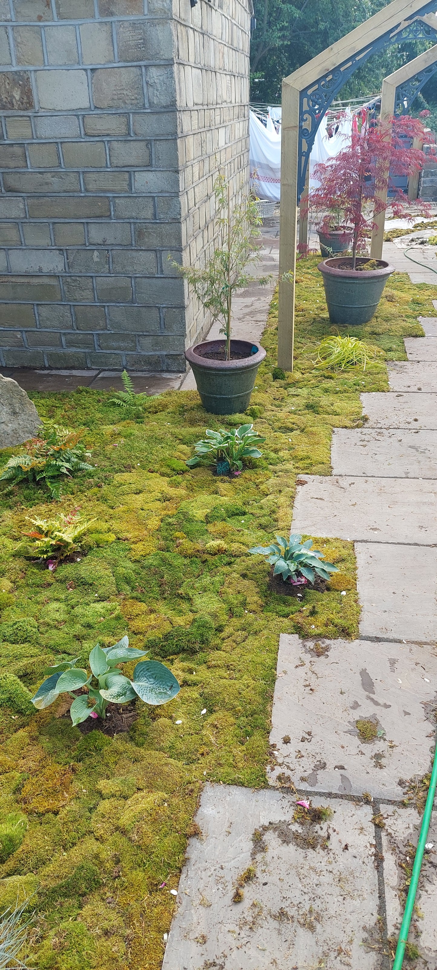 Hypnales Carpet Moss Lawn