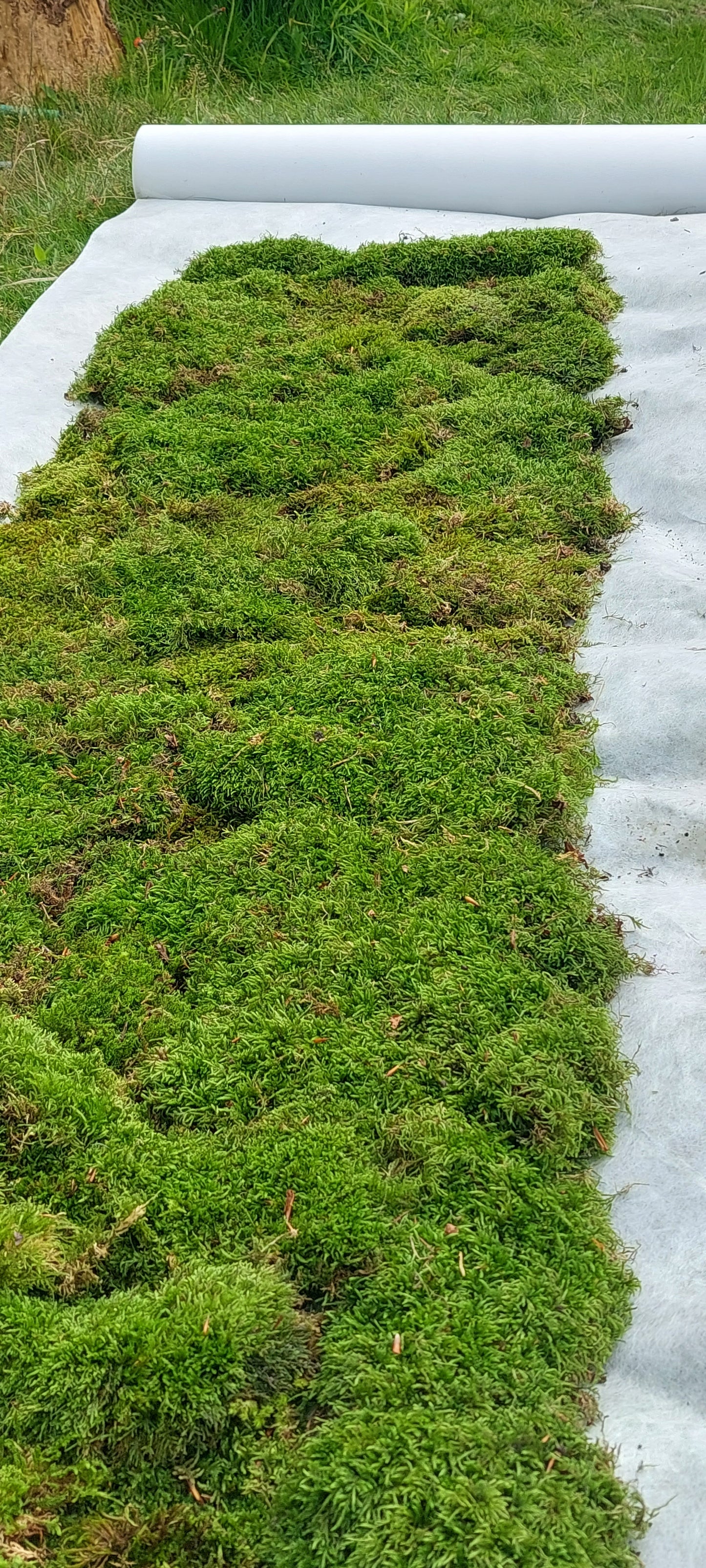 Hypnales Carpet Moss Lawn