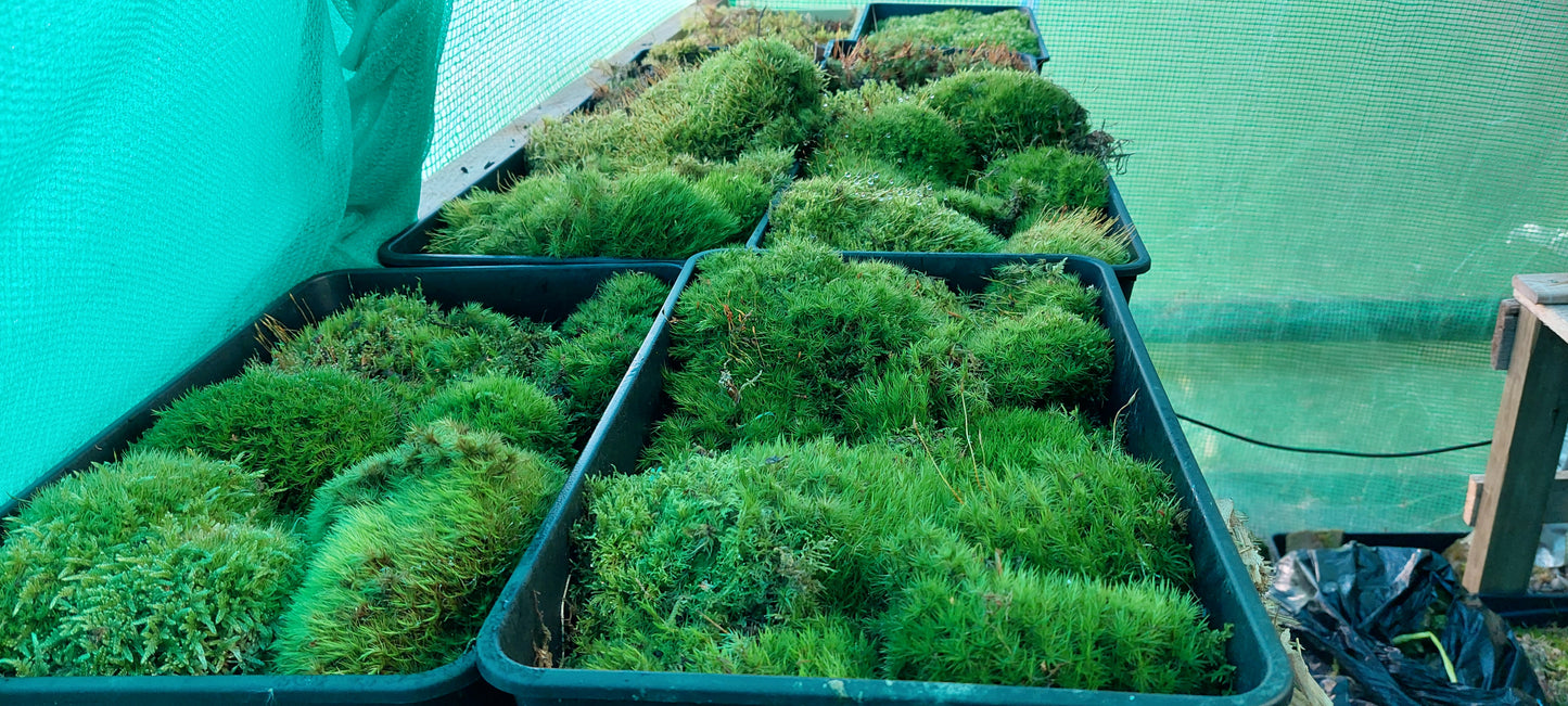 Broom Fork, Mood Moss, Woodland Cushion (Dicranum Scoparium)
