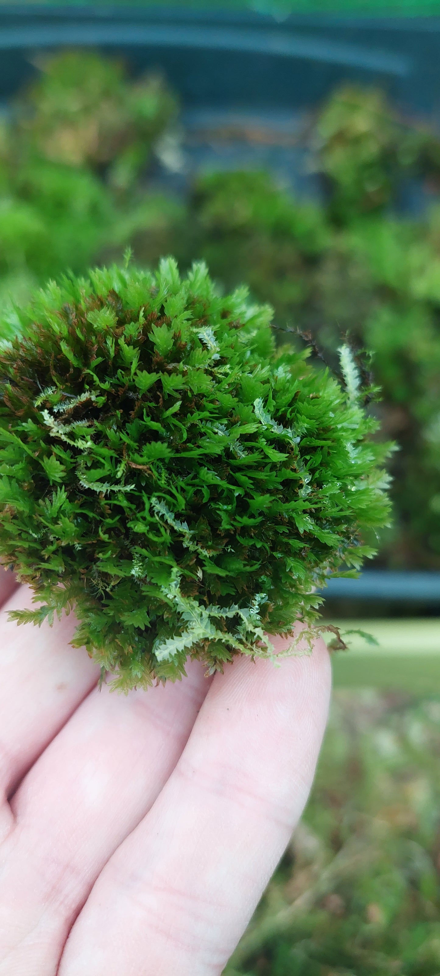 Pocket Moss ( Fissidens )