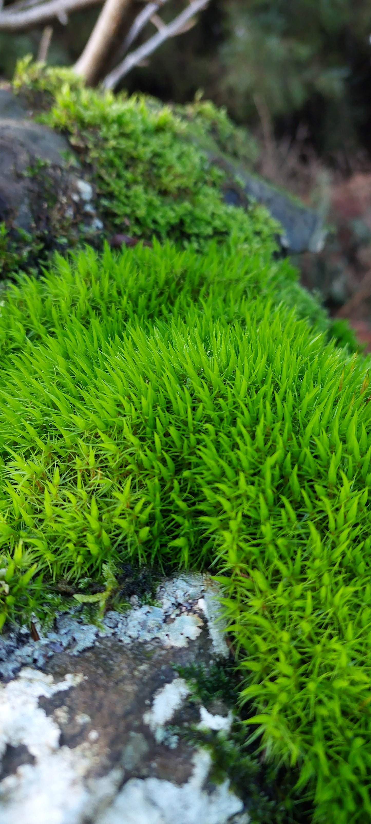 Broom Fork, Mood Moss, Woodland Cushion (Dicranum Scoparium)