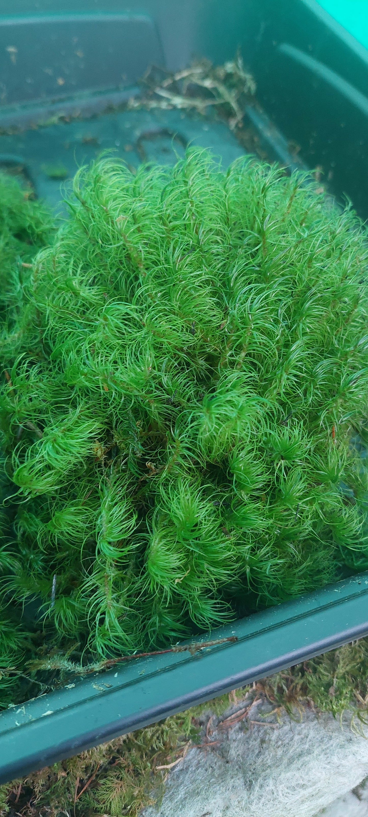 Greater Fork Moss (Dicranum Majus)