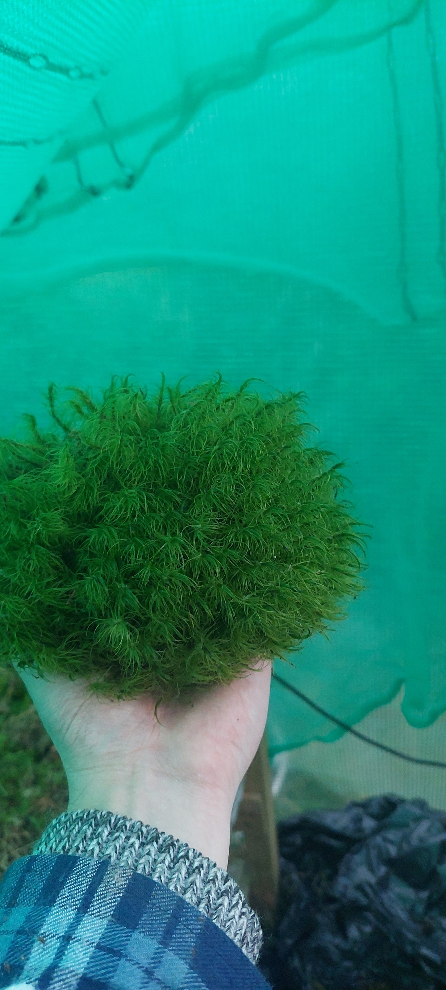 Greater Fork Moss (Dicranum Majus)