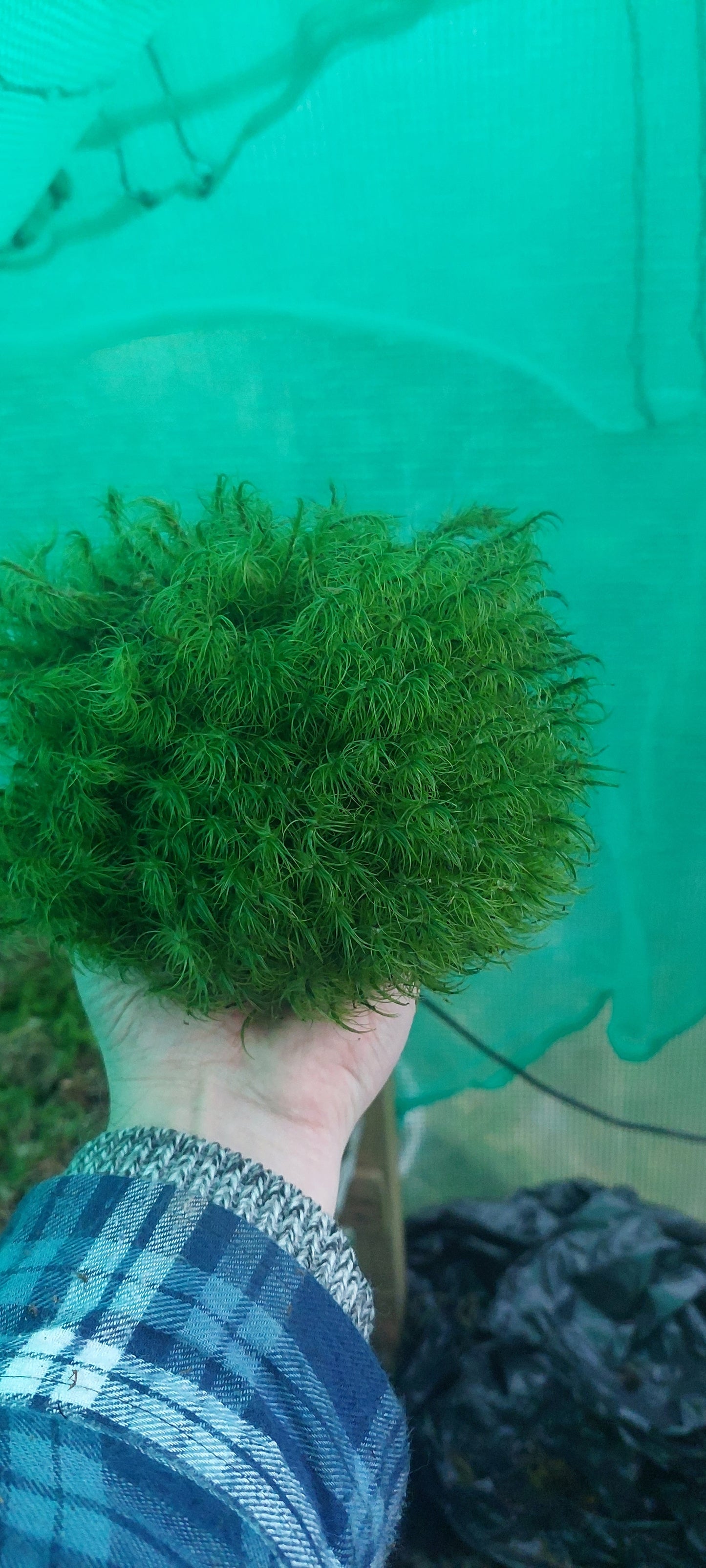 Greater Fork Moss (Dicranum Majus)