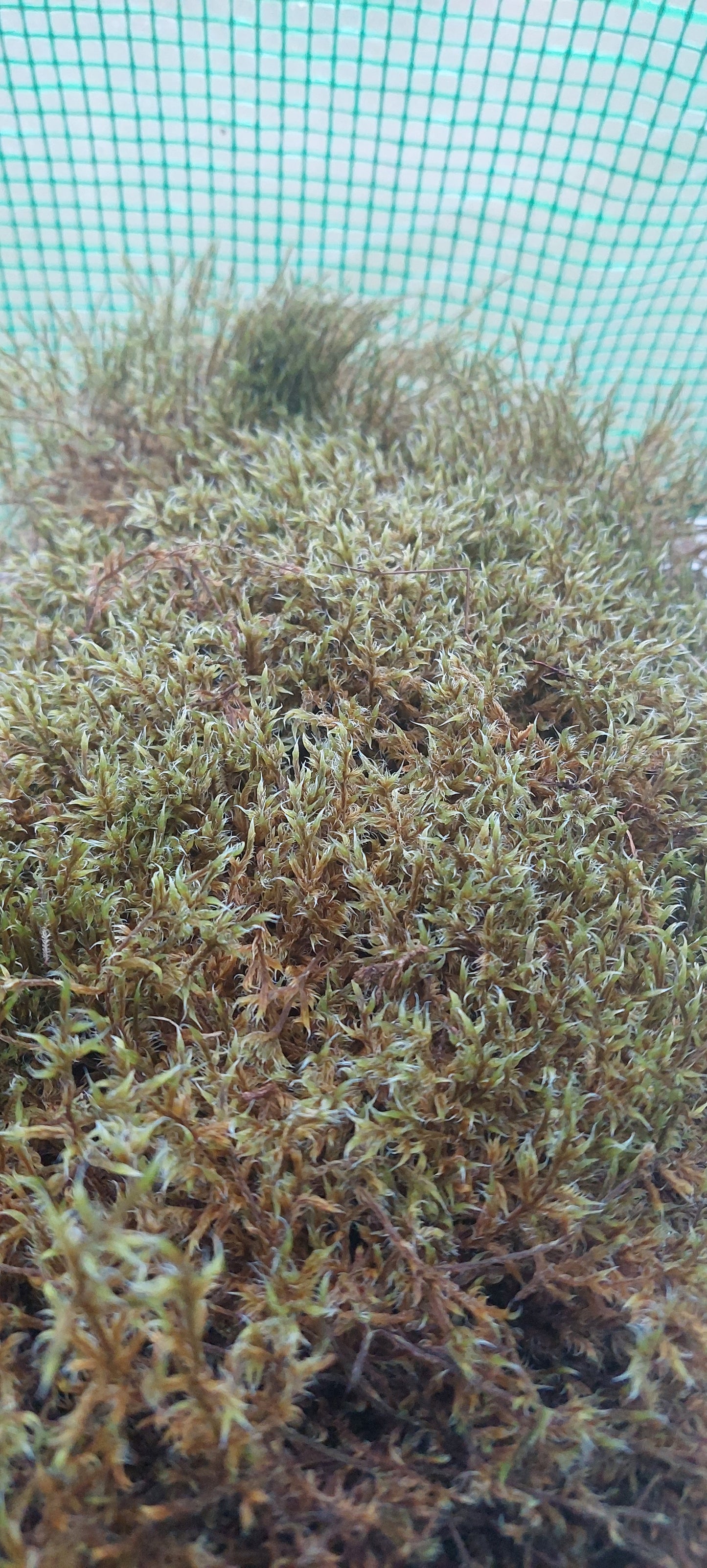 Woolly Fringe ( Racomitrium )