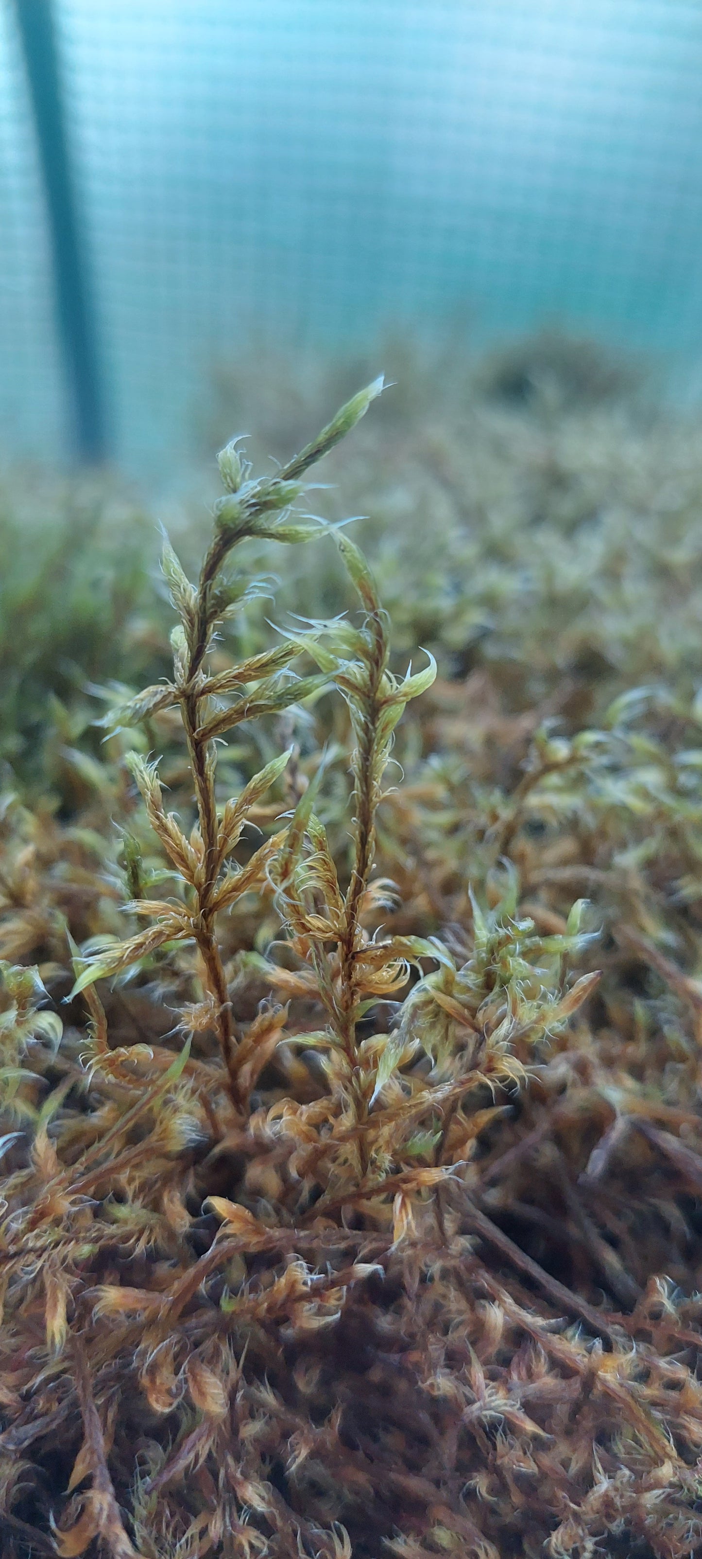 Woolly Fringe ( Racomitrium )