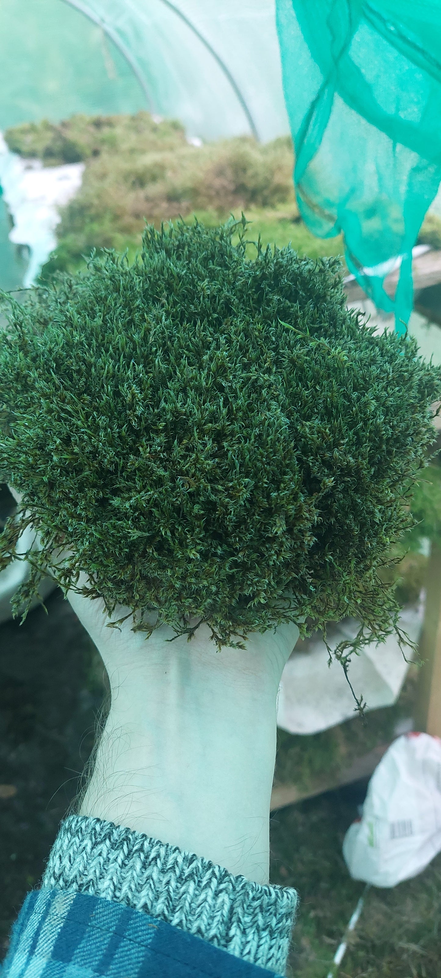 Woolly Fringe ( Racomitrium )