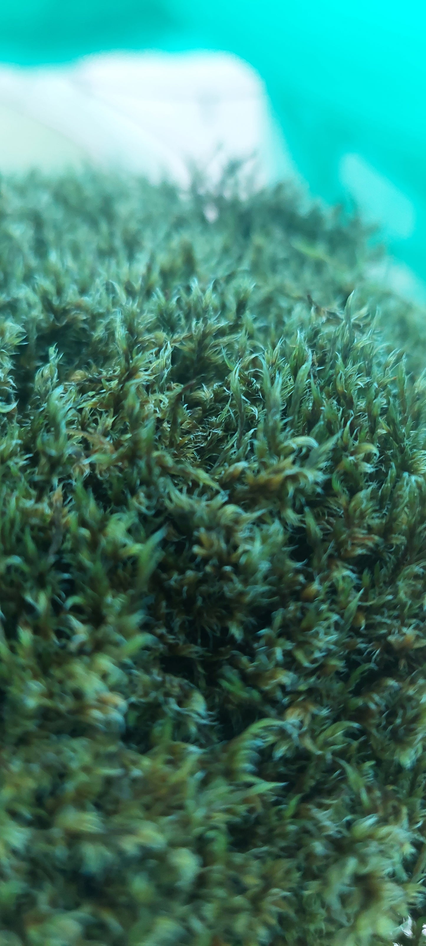 Woolly Fringe ( Racomitrium )