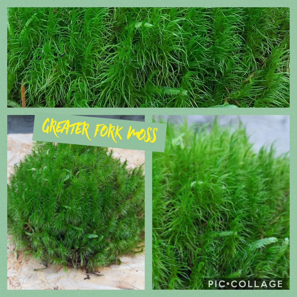 Greater Fork Moss (Dicranum Majus)