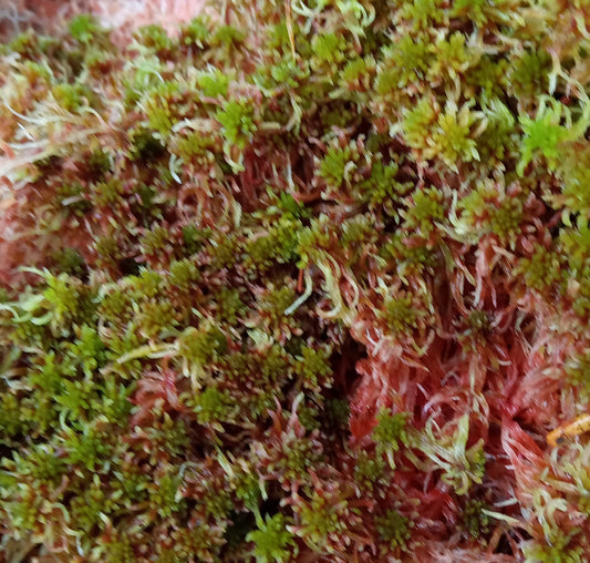 Red Bog-moss (Sphagnum quinquefarium, rubellum, capillifolium, subnitens, russowii )