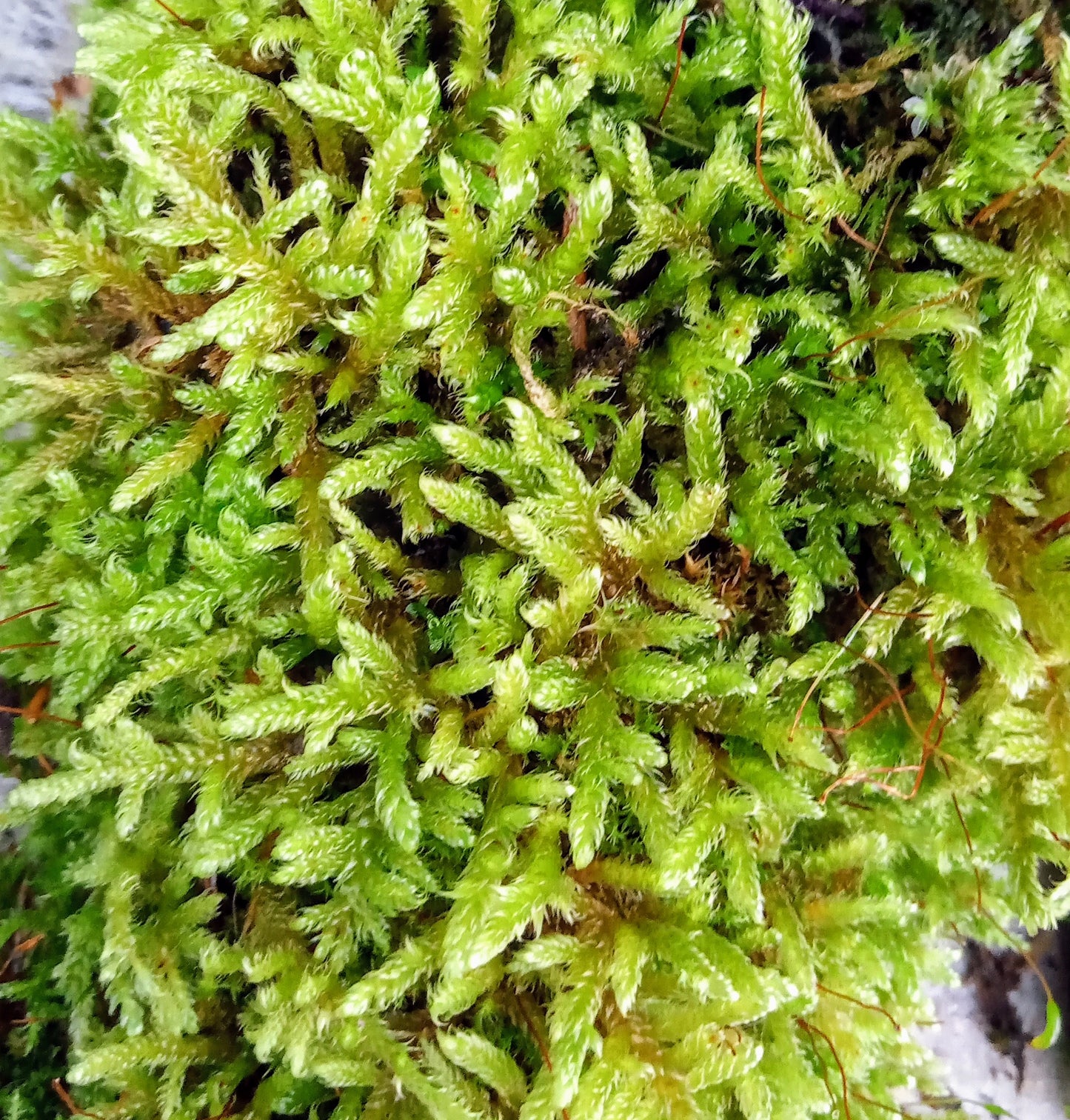 Hypnales - Carpet type mosses