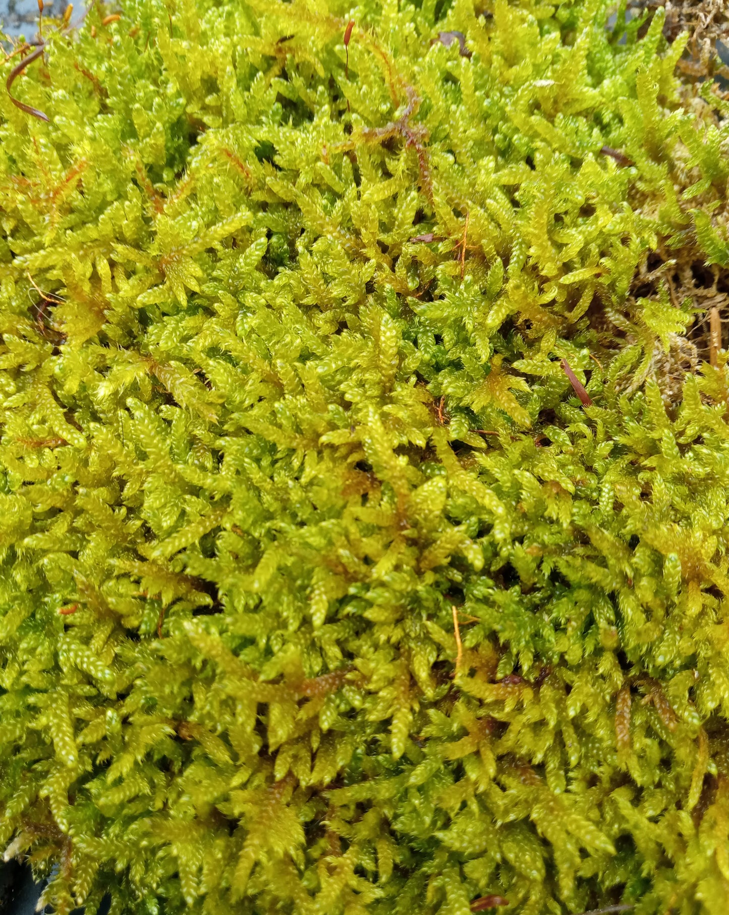 Hypnales - Carpet type mosses