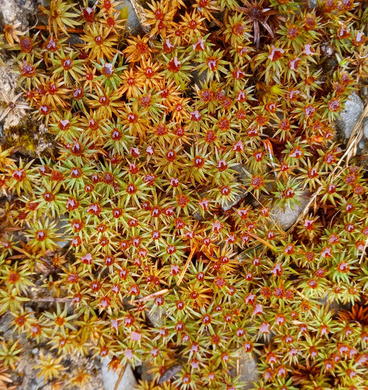 Urn Haircap Moss (Pogonatum urnigerum)