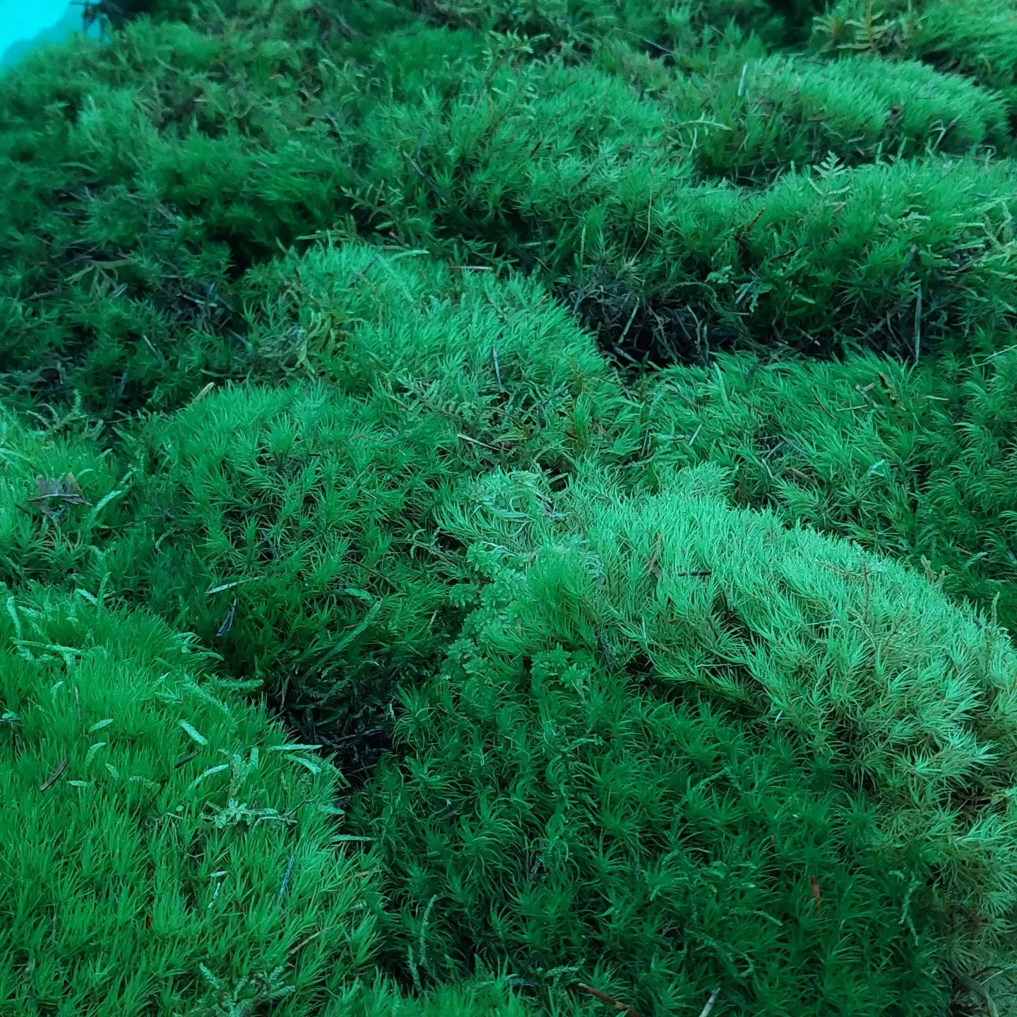 Broom Fork Moss Lawn