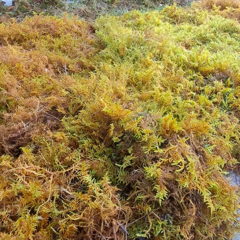 Mix Moss Lawn for partially shaded areas