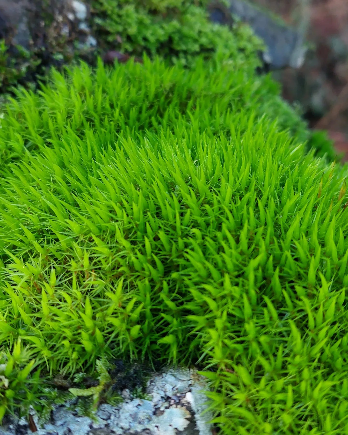 Broom Fork, Mood Moss, Woodland Cushion (Dicranum Scoparium)