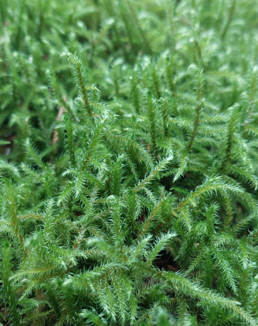 Little/Big Shaggy Moss (Rhytidiadelphus loreus, triqetrus )