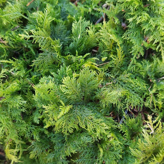 Tamarisk Moss ( Thuidium tamariscinum/delicatulum )
