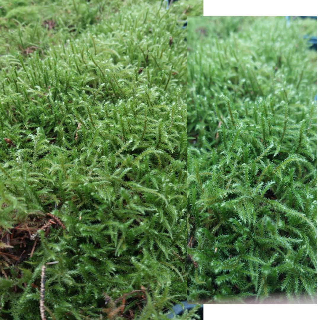 Little/Big Shaggy Moss (Rhytidiadelphus loreus, triqetrus )