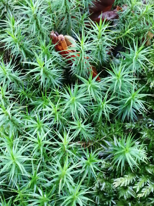 Best Time To Plant Your Mossy Garden