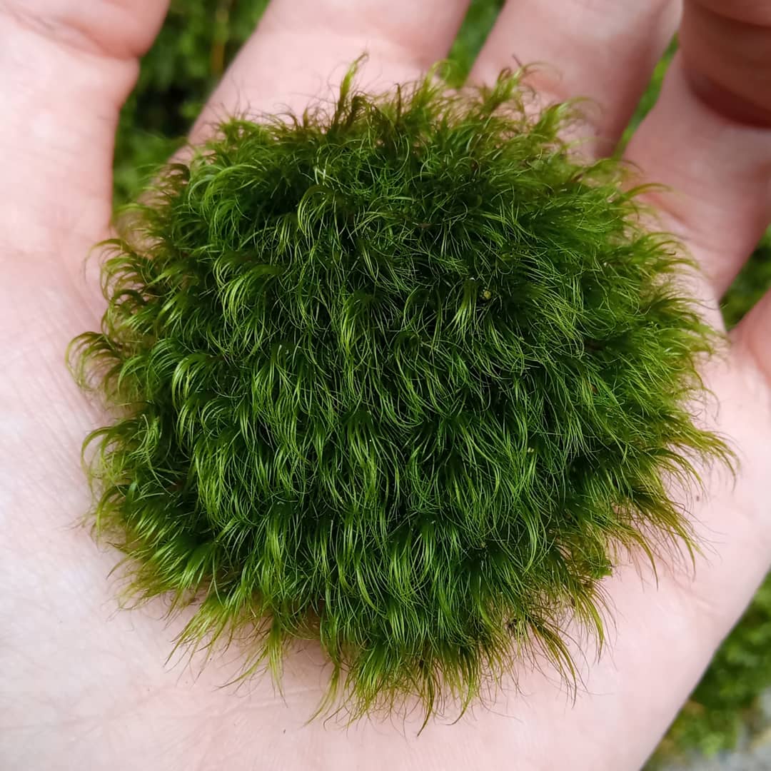 Live Moss