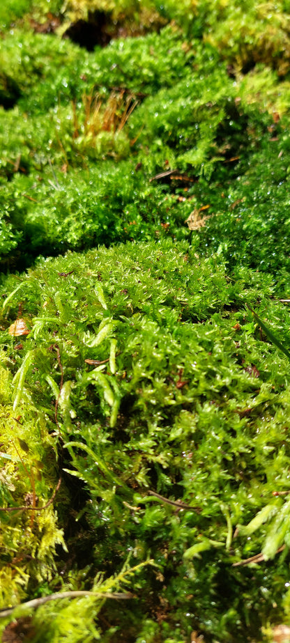 Thyme Moss Lawn