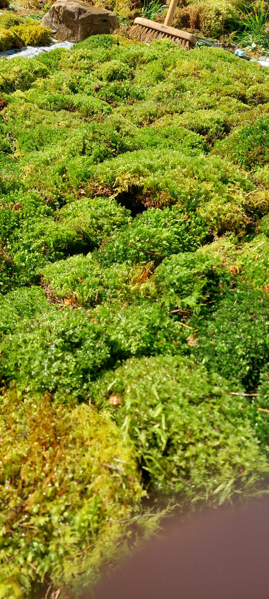 Thyme Moss Lawn