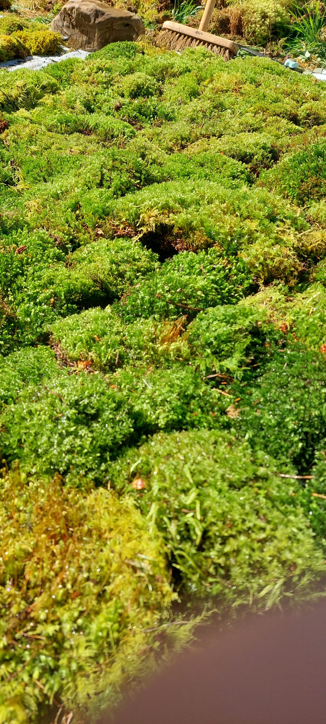 Thyme Moss Lawn