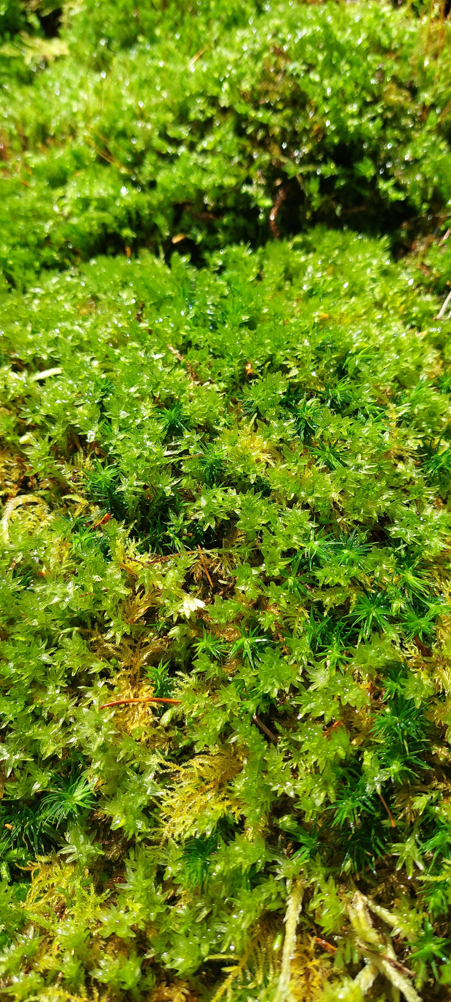 Thyme Moss Lawn