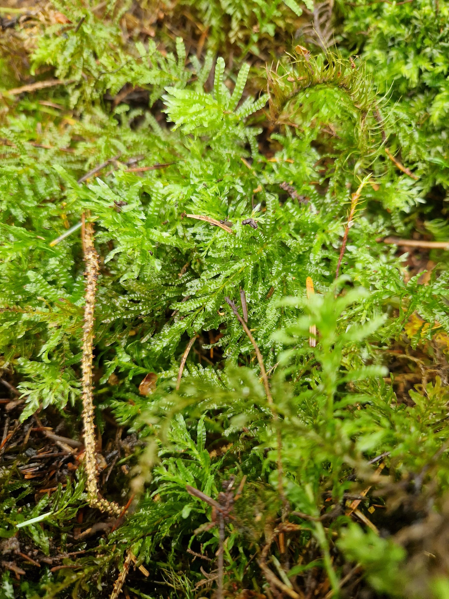 Hart’s-tongue Thyme-moss (Plagiomnium undulatum)